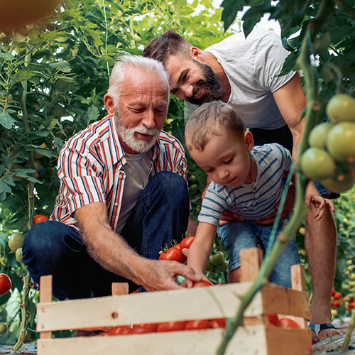 Older male gardening outdoors with his family